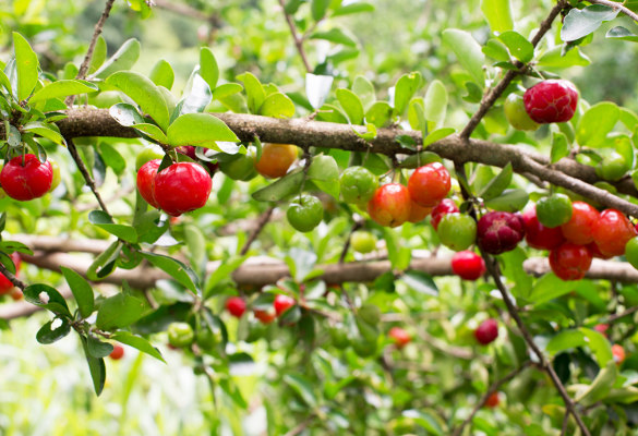 bienfaits-acerola