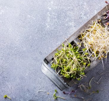 La santé passe par l'assiette : la cuisine aux graines germées, vous connaissez ?