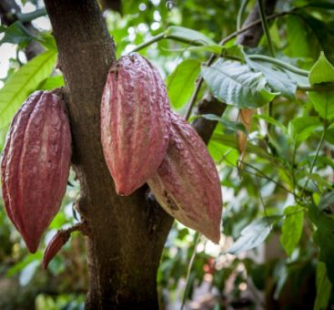 Le cacao, la fève aux milles bénéfices !