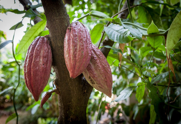 cacaoyer