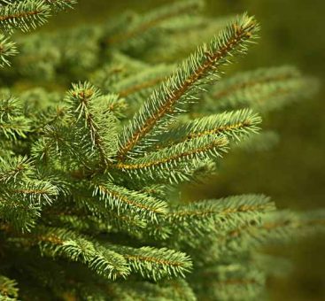 Un sapin ? Oui, mais quel arbre de Noël choisir ?