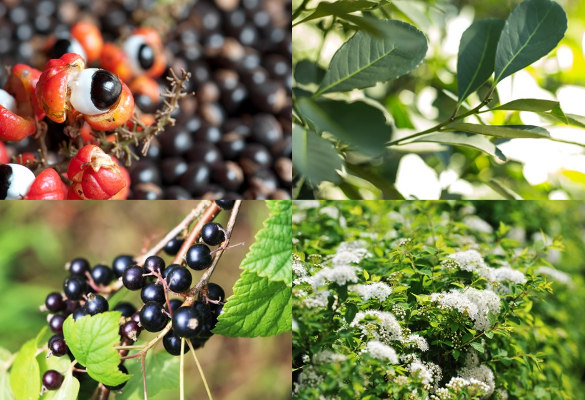 plantes-minceur