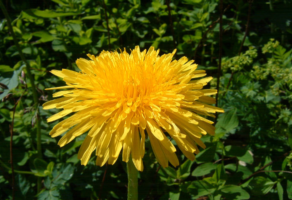 plantes-minceur-pissenlit