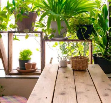 Les bienfaits des plantes dans notre intérieur !