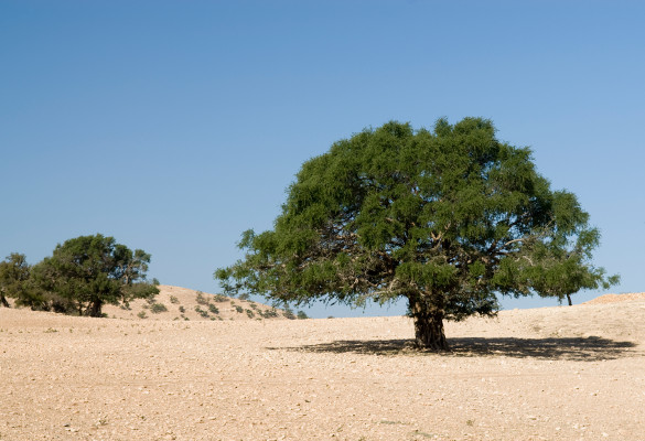 Argan au Maroc