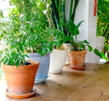 Zoom sur les plantes d’intérieur faciles à vivre !