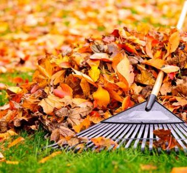 Jardinage d’automne : bien préparer l’hiver !