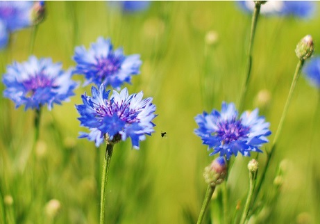 bleuets