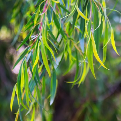 Eucalyptus Radié