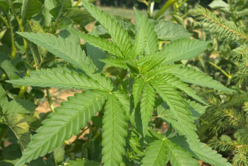 Quels sont les bienfaits du CBD ?