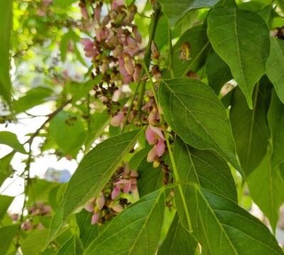 Pongamia